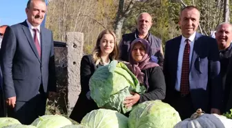 Eskipazar Lahanası Hasadı Başladı