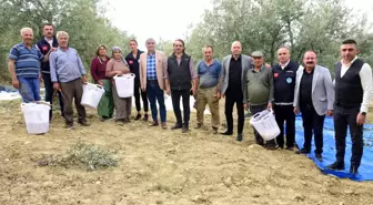 Manisa Büyükşehir Belediyesi Zeytin Hasadında Çiftçilere Koruyucu Ekipman Dağıtıyor