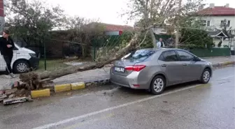 Lodos nedeniyle ağaç otomobile devrildi