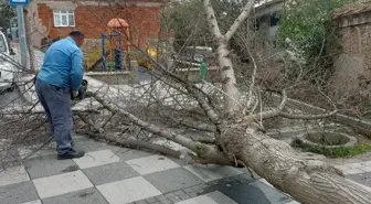 Malkara'da Fırtına Sonucu Ağaçlar Devrildi