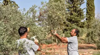 Kepez Belediyesi Zeytin Hasadına Başladı