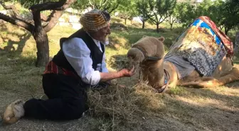 Bayburt'ta Deve Oyunu Geleneksel Bir Eğlence Olarak Yaşatılıyor
