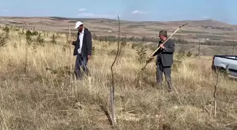 Yozgat'ın 'Oksijen Adamı' Abdullah Karataş, Hatıra Ormanlarına Yenilerini Ekliyor