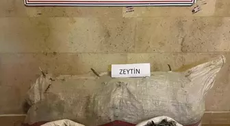 Aydın'da Zeytin Hırsızları Yakalandı