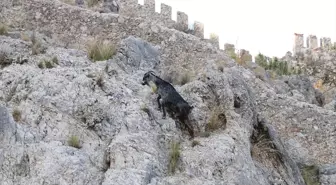 Alanya'da yaralı dağ keçisi doğaya salındı