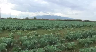 Aydınlı Karnabahar Üreticisi: 'Ne Ekerseniz Ekin Çiftçi Artık Para Kazanamıyor'