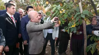 Adıyaman'da Trabzon Hurması Hasadı Başladı