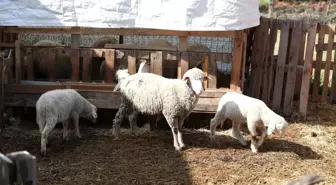 Merkezefendi Belediyesi Kadın Üreticilere Hayvan ve Yem Desteği Sağlayacak