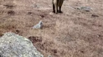 Ardahan'da Fil İddiası Jandarmayı Harekete Geçirdi