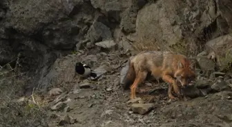 Erzurum'da yaralı bulunan çakal tedavi edildikten sonra doğaya salındı