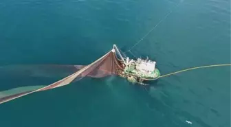 Hamsi Avında Bolluk Yaşanıyor, Uzmanlar Uyarıyor