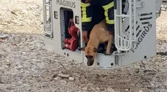 Hasarlı bir binada mahsur kalan köpek itfaiye ekipleri tarafından kurtarıldı