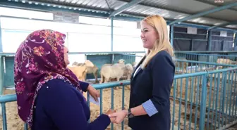 Merkezefendi Belediyesi Kadın Üreticilere Küçükbaş Hayvan ve Yem Desteği Sağladı