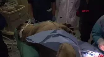 Köpeğe Silahlı Saldırı: Ampute Olma Riski Var