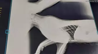 Çanakkale Belediyesi Olta Balıkçılarına Uyarı