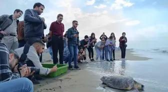 Tedavi edilen caretta caretta denize bırakıldı