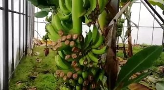 Muz Üreticisi Hırsızlık Mağduru, İlgili Kurumları Göreve Davet Etti