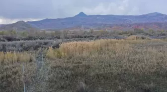 Saz Delicesi Göç Yolu Öncesi Yağ Depoluyor