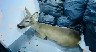 Kırklareli'nde yaralı bulunan karaca yavrusu koruma altına alındı