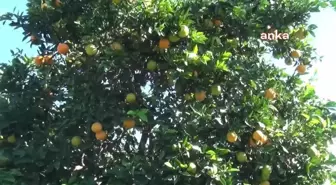 Nazillili Narenciye Üreticisi: 'Önümüzde Hasat Var Ancak Çiftçi Çok Tedirgin'