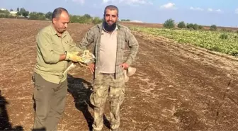 Adıyaman'da Yaralı Kızıl Şahin Tedavi Altına Alındı