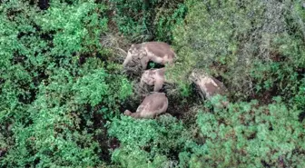 Asya fillerinin macerasını anlatan belgesel film tanıtıldı