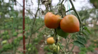 Sivas'ta Köyde Sera Kurarak 40 Ton Domates Hasadı Yapan Girişimci