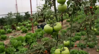 Sivas'ta Köyde Sera Kuran Girişimci 40 Ton Domates Hasat Etti