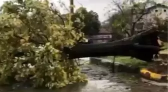 Kocaeli'de Yağmur ve Rüzgar Etkili Oldu
