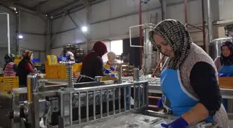 Osmaneli Ayva Lokumları Rusya ve Suudi Arabistan'a İhraç Ediliyor