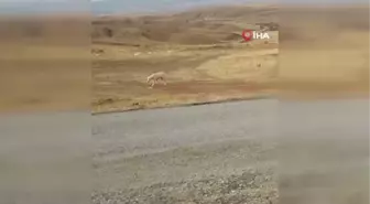 Kırıkkale'de 71 yaşındaki vatandaş sahipsiz köpeği av tüfeğiyle vurdu