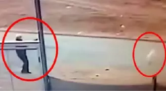 71 yaşındaki yaşlı adam, sokak köpeğini tüfekle vurarak öldürdü