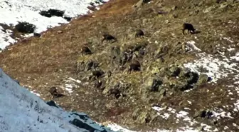 İspir Verçenik Dağı'nda Çengel Boynuzlu Dağ Keçisi Üzerine Envanter Çalışması Yapıldı