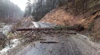 Kastamonu'da Devrilen Ağaç Köy Yolunu Kapattı