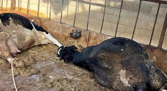 Niğde'de 6 İnek Elektrik Akımına Kapılarak Telef Oldu
