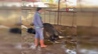 Niğde'de elektrik akımına kapılan 6 inek telef oldu