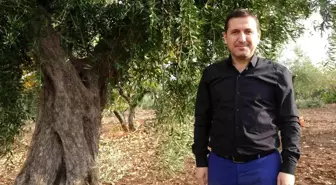 Kilis'te 300 Yıllık Zeytin Ağaçlarında Hasat Devam Ediyor