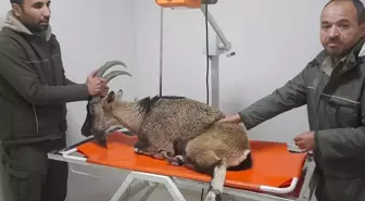 Adıyaman'da Yaralı Dağ Keçisi Kurtarıldı