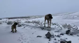 Karacadağ'a mevsimin ilk karı düştü