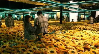 Van Gogh Yaşıyor Sergisi: Panoramik Bir Görsel Deneyim