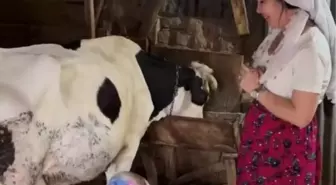 Özlem ve Tayyar Öz çifti, köyde inek sağdıkları görüntüleri paylaştı