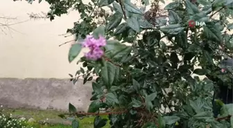 Tunceli'de İki Mevsim Aynı Anda Yaşanıyor