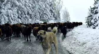 Erzurum'da Göçerler, Kar Yağışı Nedeniyle Dönüş Yolculuğuna Başladı