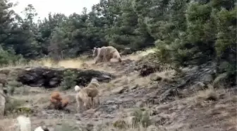 Bolu'da çoban köpekleri ayıları uzaklaştırdı