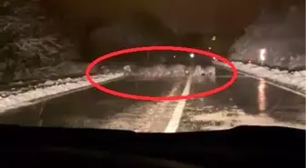 Kar Yağışı Sonrası Domuz Sürüsü Yol Arasında Yiyecek Aradı