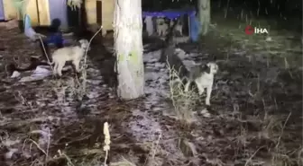 Gölet kenarındaki üşüyen yavru köpekleri beslediler