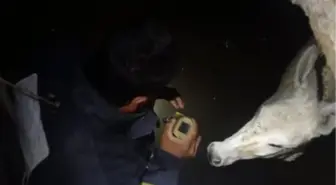 Hatay'ın Arsuz ilçesinde kuyuya düşen eşek kurtarıldı