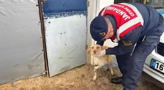 Jandarmanın Duyarlılığıyla Yaralı Tilki ve Köpek Kurtarıldı