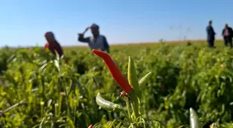 Şanlıurfa'da Turşuluk Kornişon ve Biber Üretimi İstihdama Katkı Sağlıyor