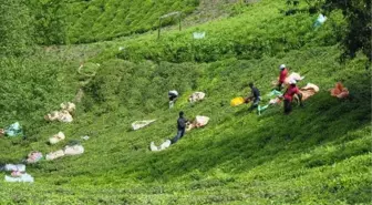 Doğu Karadeniz'de Çay Tarımında Gübreleme Sorunu